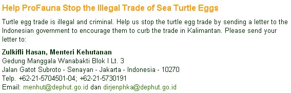 635 Trade Sea Turtle Eggs
